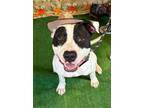 Adopt Andy a Pit Bull Terrier