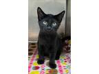Adopt Thunder a Domestic Short Hair