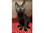 Adopt Gargoyle a Domestic Short Hair