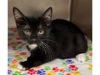 Adopt Scorpio a Domestic Short Hair
