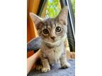 Adopt David a Domestic Short Hair