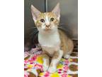 Adopt Celery a Domestic Short Hair