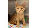 Adopt Gorgon a Domestic Short Hair