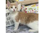 Adopt Pumpkin Spice a Domestic Short Hair