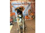 Adopt Slash a Boxer, Mastiff