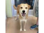 Adopt CHARLIE a Golden Retriever, Mixed Breed