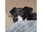 Adopt Simon a Black Labrador Retriever