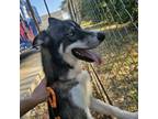 Adopt Wayne a Husky, Shepherd