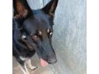 Adopt Huey a German Shepherd Dog