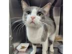 Adopt Will a Domestic Short Hair