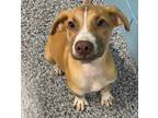 Adopt Donnie a Mixed Breed