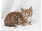 Adopt Pal #2 a Domestic Short Hair