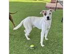 Adopt Steve a Mixed Breed