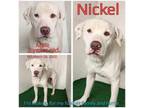 Adopt Nickel a Mixed Breed