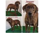 Adopt Jagger a Mixed Breed