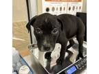Adopt Bowser a Labrador Retriever