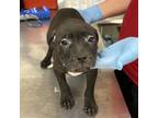 Adopt Bruiser a Labrador Retriever