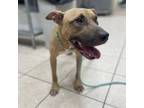 Adopt Bruce a Pit Bull Terrier