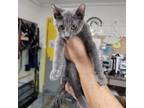 Adopt Goose a Russian Blue, Domestic Short Hair