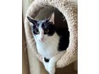 Adopt Carbon a Domestic Short Hair