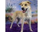Adopt Junior a Shepherd, Husky