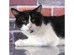Adopt Gomez a Domestic Short Hair