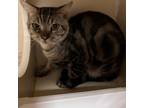 Adopt peanut a Domestic Short Hair