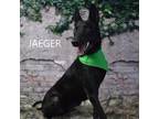 Adopt Jaeger a Shepherd