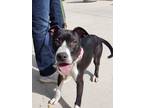 Adopt Joe a American Staffordshire Terrier