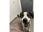 Adopt Flynn a American Foxhound
