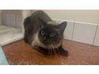 Adopt Everett a Domestic Medium Hair