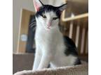 Adopt Clank a Domestic Short Hair