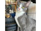 Adopt Bobble a Domestic Short Hair