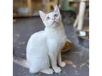 Adopt Terence a Domestic Short Hair
