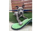 Adopt Hulk a Pit Bull Terrier