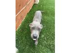 Adopt Thor a Pit Bull Terrier