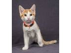 Adopt Ronald a Domestic Short Hair