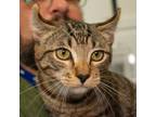 Adopt Terrence a Domestic Short Hair, American Curl