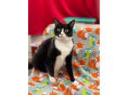 Adopt Julius a Domestic Short Hair