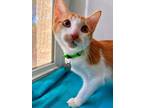 Adopt Flame a Domestic Short Hair