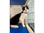 Adopt Quatro a Domestic Short Hair