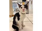 Adopt Uno a Domestic Short Hair