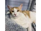 Adopt Floyd a Domestic Medium Hair