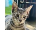 Adopt Sky a Domestic Short Hair
