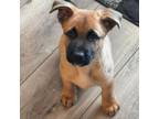 Adopt Omelette a German Shepherd Dog, Mixed Breed