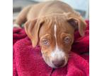 Adopt Mark a Pit Bull Terrier, Mixed Breed