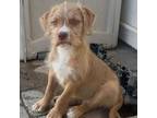 Adopt Derek a Pit Bull Terrier, Mixed Breed