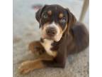 Adopt Jackson a Pit Bull Terrier, Mixed Breed