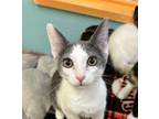 Adopt Luka a Domestic Short Hair