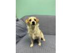 Adopt Squirtle a Terrier